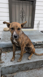 Found/Stray Female Dog last seen SE 92nd and Market, Portland, OR 97216