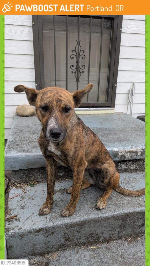 Found/Stray Female Dog last seen SE 92nd and Market, Portland, OR 97216