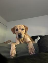 Reunited Male Dog last seen NE waterfront street, Newberg, OR 97132