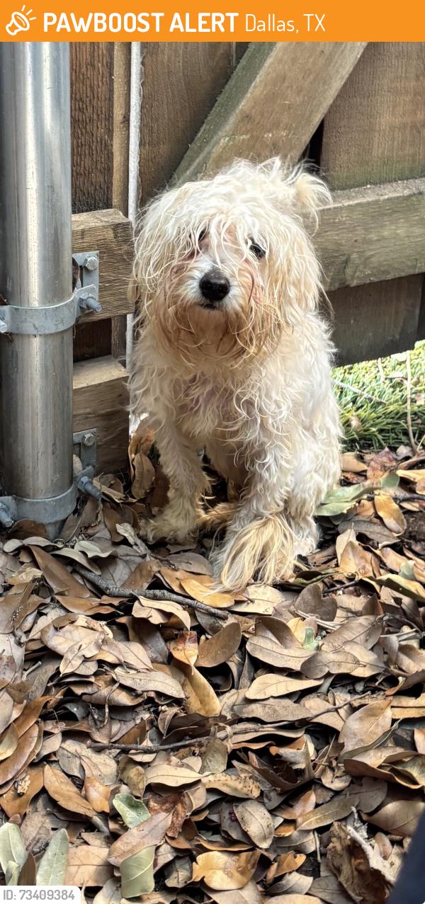 Found/Stray Female Dog last seen La Manga and Wickerwood, Dallas, TX 75248