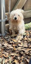 Found/Stray Female Dog last seen La Manga and Wickerwood, Dallas, TX 75248