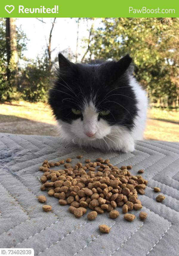 Reunited Female Cat last seen Near Block of N Crest Rd Missionary Ridge, Chattanooga, TN 37404