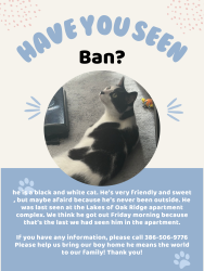 Lost Male Cat last seen Oak of Lakebridge apmts building 4 and 5 between them, Ormond Beach, FL 32174