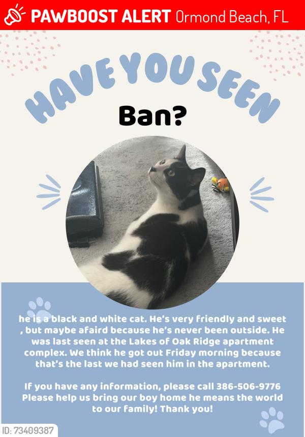 Lost Male Cat last seen Oak of Lakebridge apmts building 4 and 5 between them, Ormond Beach, FL 32174
