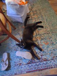 Lost Male Cat last seen 15th and Collyer, Longmont, CO 80501