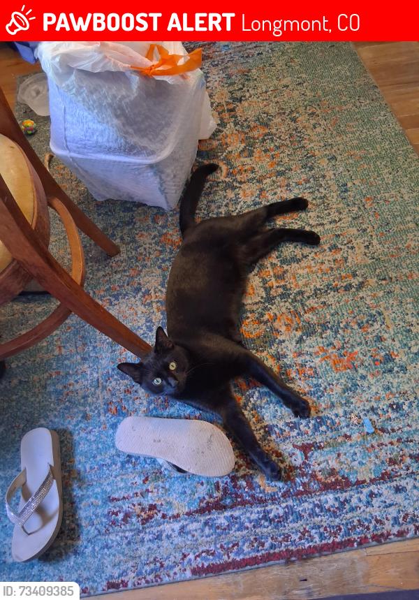 Lost Male Cat last seen 15th and Collyer, Longmont, CO 80501