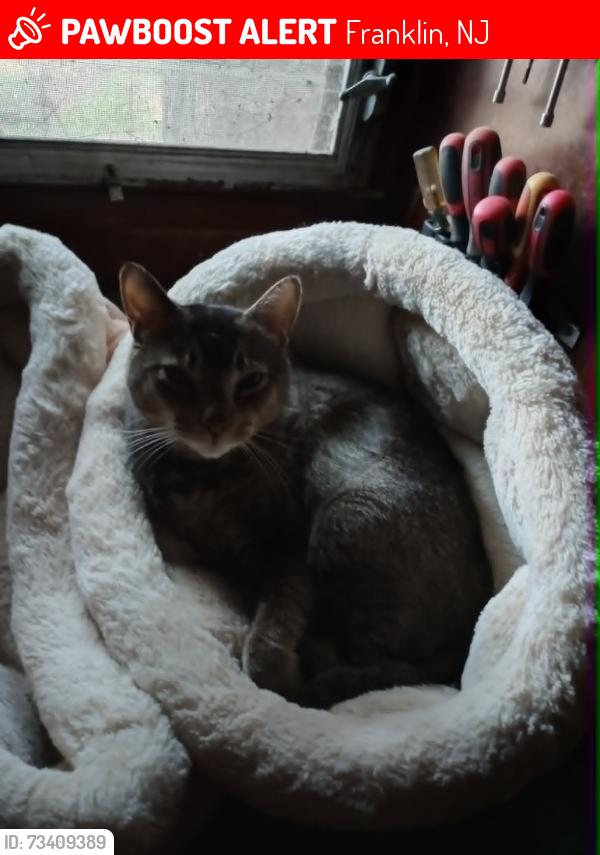 Lost Female Cat last seen Back of Talmar Lane near railroad track, Franklin, NJ 08322