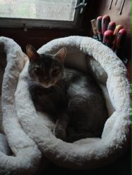 Lost Female Cat last seen Back of Talmar Lane near railroad track, Franklin, NJ 08322
