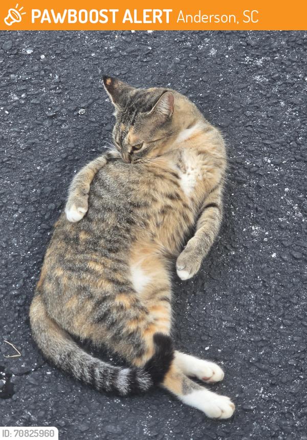 Found/Stray Unknown Cat last seen Anderson 5 charter school, Anderson, SC 29622