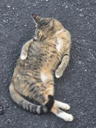 Found/Stray Unknown Cat last seen Anderson 5 charter school, Anderson, SC 29622