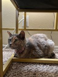 Lost Female Cat last seen Equestrian Drive and Magic Way, Henderson, NV 89002