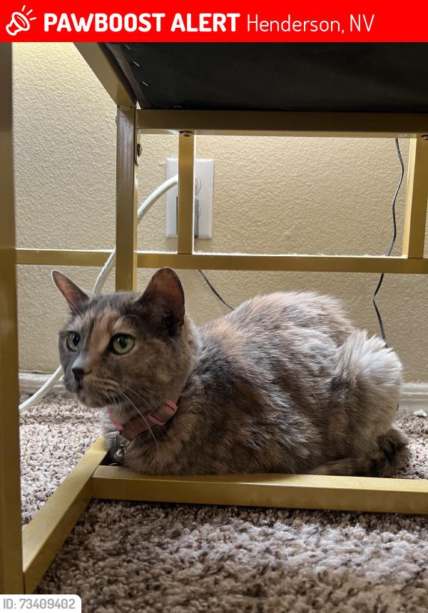 Lost Female Cat last seen Equestrian Drive and Magic Way, Henderson, NV 89002