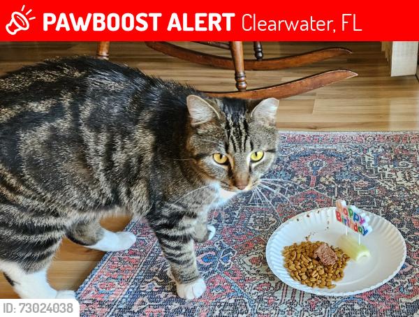 Lost Female Cat last seen Druid and Belcher Clearwater, Clearwater, FL 33765