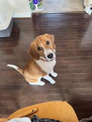 Reunited Female Dog last seen Hensley rd and 522, Mineral, VA 23117