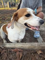 Lost Female Dog last seen Mcdougald rd by eagles nest store, Lillington, NC 27546