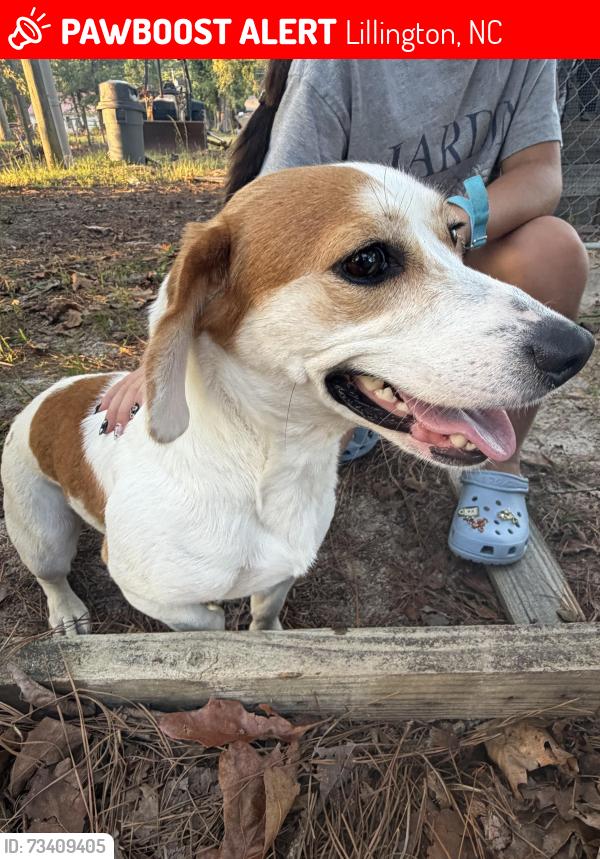 Lost Female Dog last seen Mcdougald rd by eagles nest store, Lillington, NC 27546