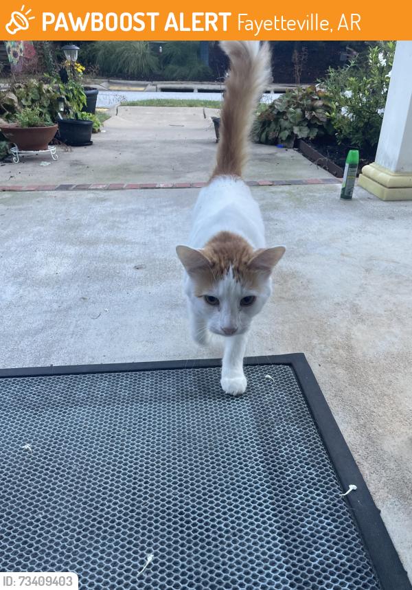 Found/Stray Male Cat last seen E frontier elm drive, Fayetteville, AR 72704
