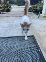 Found/Stray Male Cat last seen E frontier elm drive, Fayetteville, AR 72704
