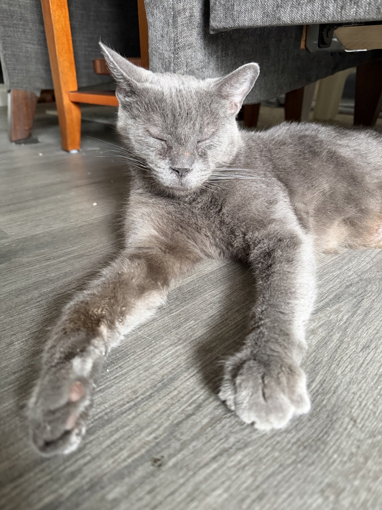 Shelter Stray Female Cat last seen Near W 15th Ave, Escondido, CA, 92025, Escondido, CA 92027, USA