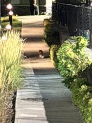 Found/Stray Unknown Cat last seen Auburn coop gas station, Calgary, AB T3M 2S1