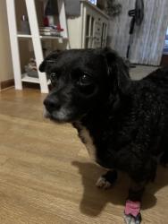 Reunited Male Dog last seen Hampton and Aresenal, St. Louis, MO 63139