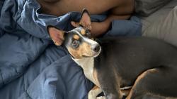 Reunited Male Dog last seen Hudson Nissan area near SR-440 / West Side Ave area, Jersey City, NJ 07304