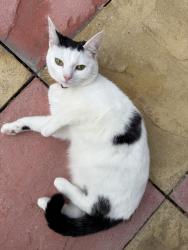 Lost Female Cat last seen Bodlyn plas madoc, Acrefair, Wales LL14 3HE