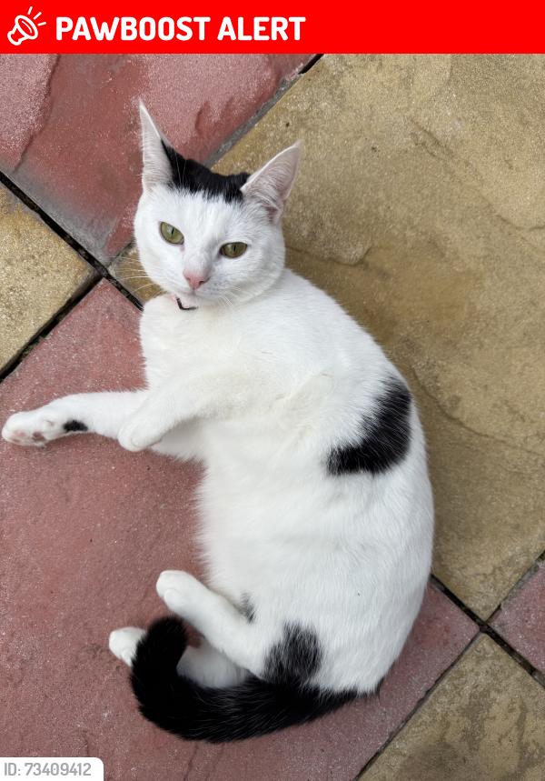Lost Female Cat last seen Bodlyn plas madoc, Acrefair, Wales LL14 3HE