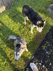 Found/Stray Unknown Dog last seen Croton and Cindy, Melbourne, FL 32935