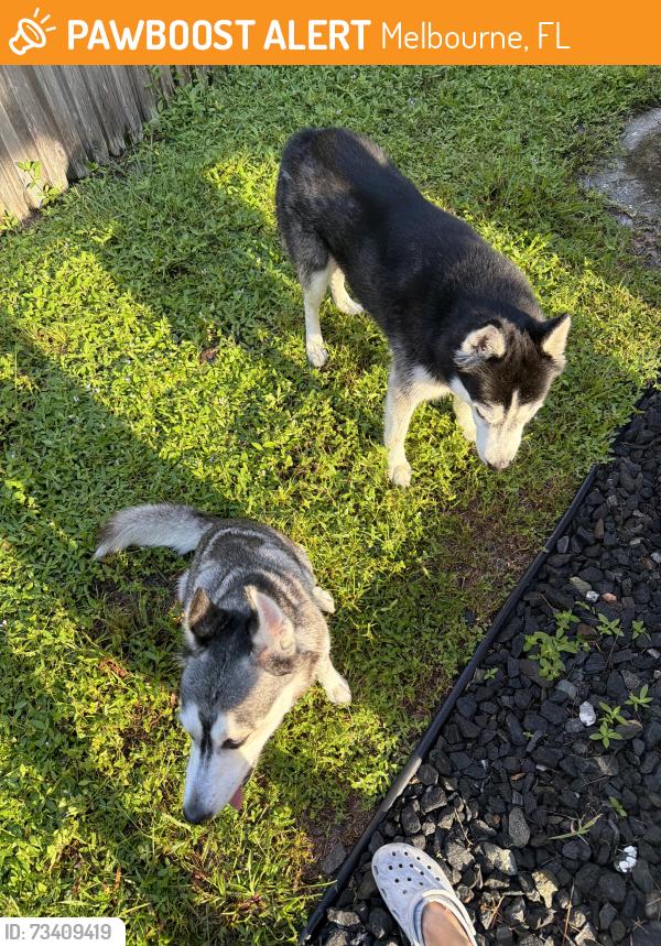 Found/Stray Unknown Dog last seen Croton and Cindy, Melbourne, FL 32935