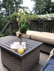 Lost Male Bird last seen Blydenburgh ct, Northport, NY 11768