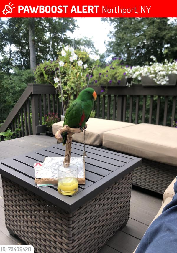 Lost Male Bird last seen Blydenburgh ct, Northport, NY 11768