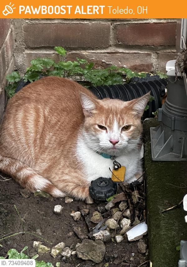 Found/Stray Unknown Cat last seen Hope learning academy, Toledo, OH 43606