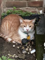 Found/Stray Unknown Cat last seen Hope learning academy, Toledo, OH 43606