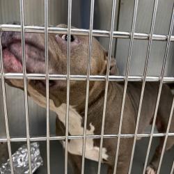 Shelter Stray Male Dog last seen , 980 Guilford College Rd, Greensboro, NC 27409, USA