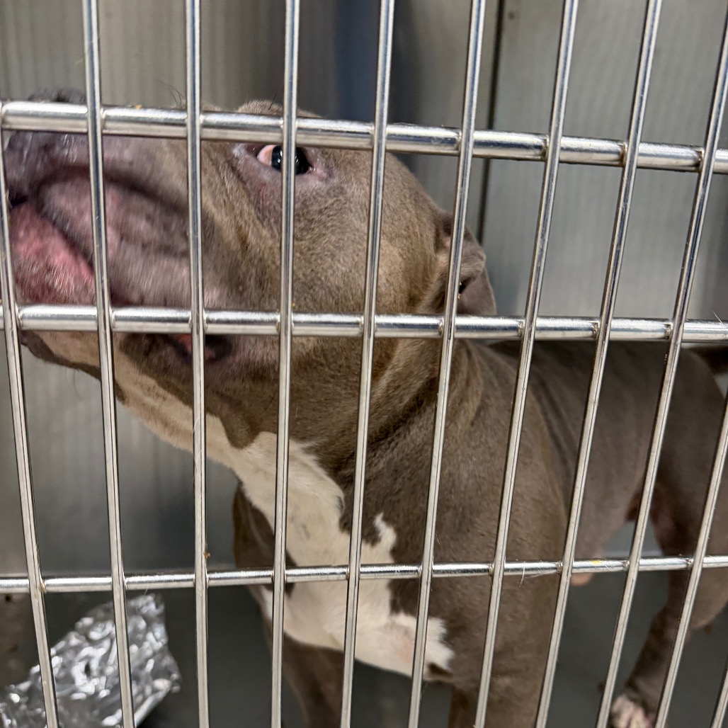Shelter Stray Male Dog last seen , 980 Guilford College Rd, Greensboro, NC 27409, USA