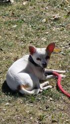 Lost Female Dog last seen Speedway, La Mettry's Collision Inc, Kingdom Hall of Jehova's Witness, Lakeville, MN 55044