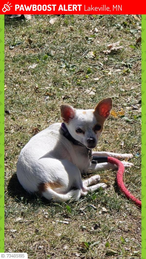 Lost Female Dog last seen Speedway, La Mettry's Collision Inc, Kingdom Hall of Jehova's Witness, Lakeville, MN 55044