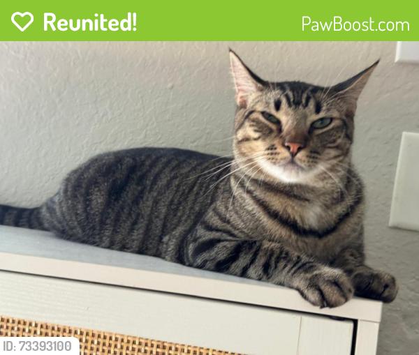Reunited Male Cat last seen Near Thornbury Ct, Palm Harbor, 34685, Palm Harbor, FL 34685