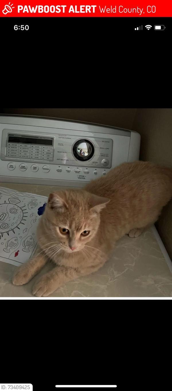 Lost Male Cat last seen county road 17 between 8 and 10, Weld County, CO 80603