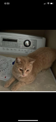 Lost Male Cat last seen county road 17 between 8 and 10, Weld County, CO 80603