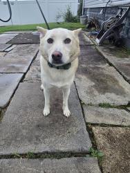 Reunited Female Dog last seen Near soccer stadium, California, PA 15419