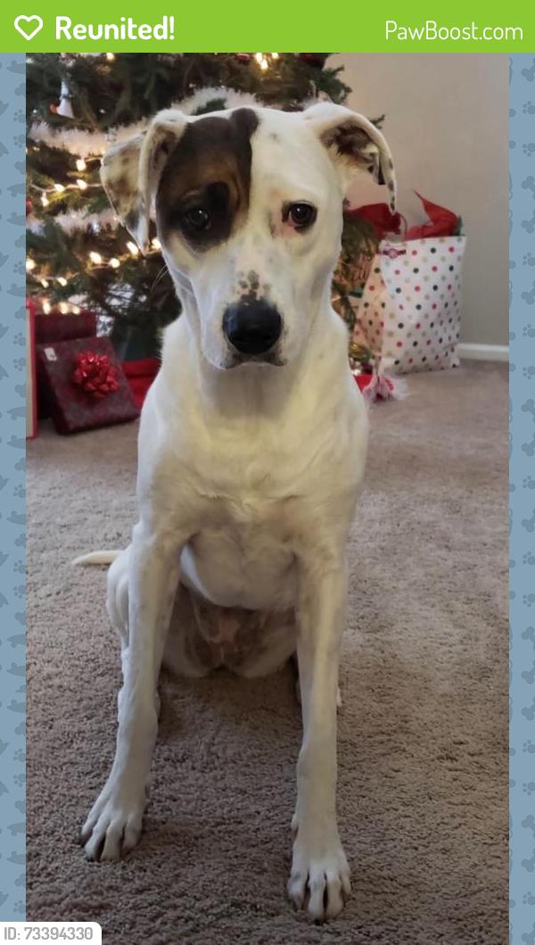 Reunited Female Dog last seen Hunters Run Subdivision, Cleveland, TN 37312