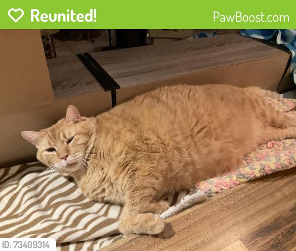Reunited Male Cat last seen Pinebrook road venice, Venice, FL 34285