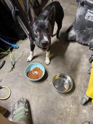 Found/Stray Female Dog last seen Vauthier Rd near Mar Ann St, La Marque, TX 77568