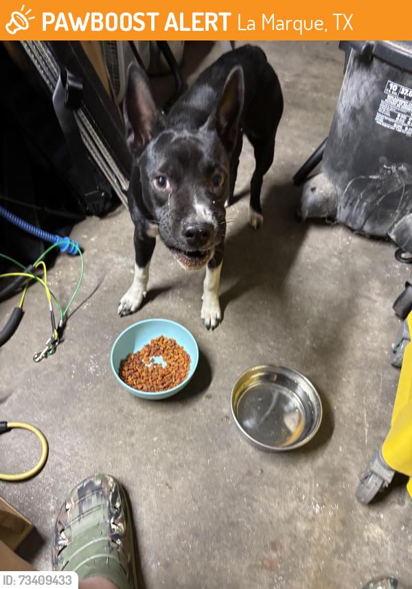 Found/Stray Female Dog last seen Vauthier Rd near Mar Ann St, La Marque, TX 77568