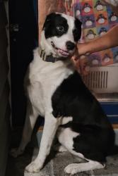 Found/Stray Male Dog last seen Markshbanks and 421S, Buies Creek, NC 27546