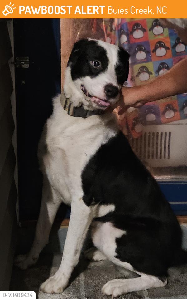 Found/Stray Male Dog last seen Markshbanks and 421S, Buies Creek, NC 27546