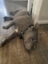 Reunited Male Dog last seen Stearns and bellflower area near Stanford middle school, Long Beach, CA 90815