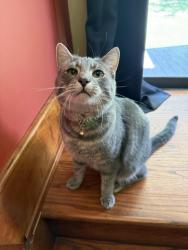 Lost Male Cat last seen Putzs Creamy Whip, Cincinnati, OH 45223